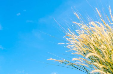 Alan çimen çiçek mavi gökyüzü ve bulut beyaz arka plan ile kopyalama. 