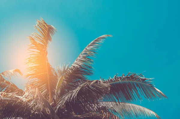 Espaço de cópia da natureza verde ramo folha de palma no fundo céu azul . — Fotografia de Stock