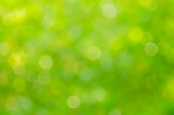 Nature green bokeh sun light