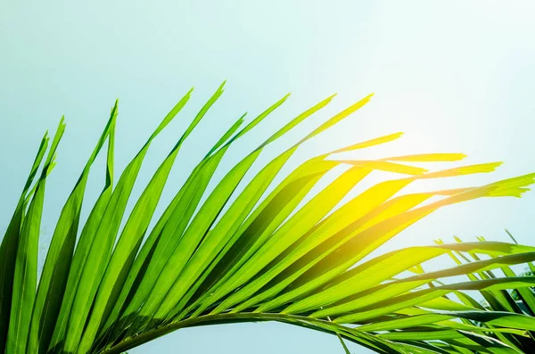 Copy space of tropical palm leaf with sun light on sky background. — Stock Photo, Image