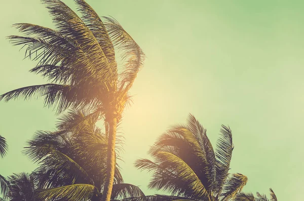 蓝天背景下的热带棕榈树复制空间. — 图库照片