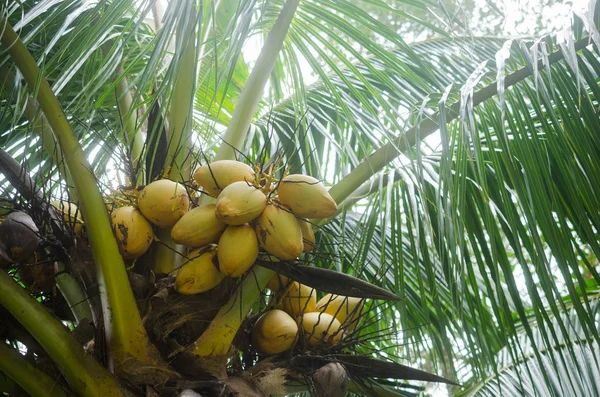 Kokosnüsse am Baum. — Stockfoto
