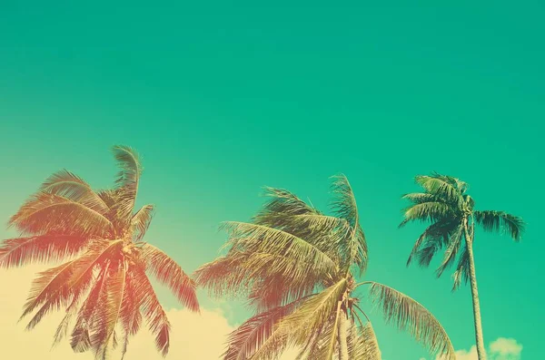 Kopierraum einer tropischen Palme mit Sonnenlicht auf Himmelshintergrund. — Stockfoto
