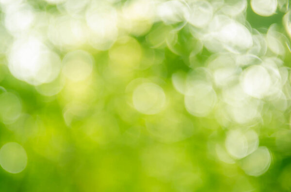 Зеленый боке-солнечный свет
 