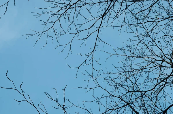 Natura secca silhouette albero ramo su cielo sfondo astratto . — Foto Stock