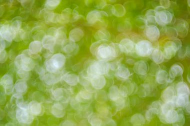 Doğa yeşil bokeh güneş ışığı 