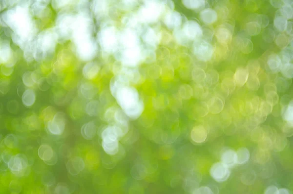 Natur grünes Bokeh Sonnenlicht — Stockfoto