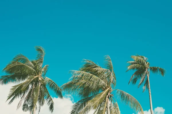 Copiar el espacio de palmera tropical con luz solar en el fondo del cielo. —  Fotos de Stock