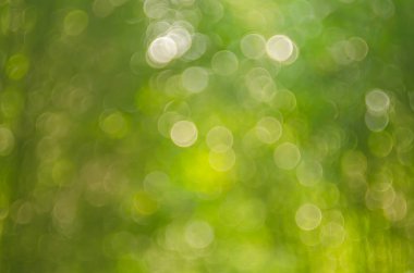 Doğa yeşil bokeh güneş ışığı