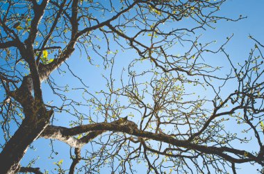 Sonbahar ağaç dalı arka plan.