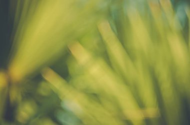 Doğa tropikal palmiye yaprağı ile bokeh güneş ışık arka plan bulanıklık.