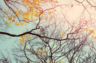 Doğa Sonbahar Ağaç dalına gökyüzü arka plan.