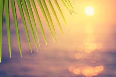 Yeşil doğa hurma yaprağı ile güneş ışık arka plan bulanıklık tropikal plaj.