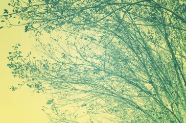 Doğa Sonbahar Ağaç dalına gökyüzü arka plan.