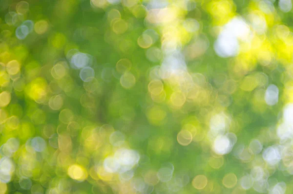 Natur grünes Bokeh Sonnenlicht — Stockfoto