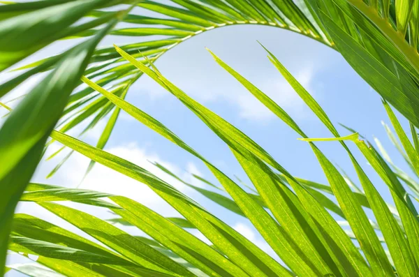 Tropical palm leaf with sun light on sky background. — Stock Photo, Image