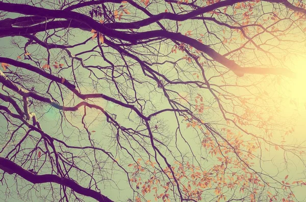 Nature autumn silhouette tree branch on sky abstract background. — Stock Photo, Image