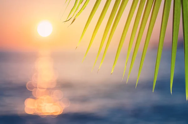 Grüne Natur Palmenblatt auf verschwimmen tropischen Strand mit Sonnenlicht abstrakten Hintergrund. — Stockfoto