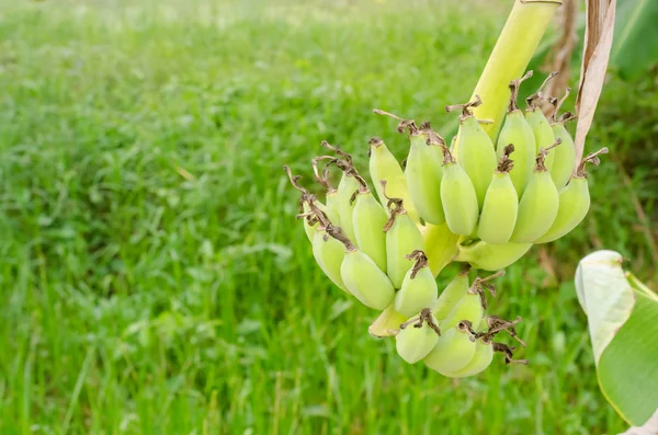 Green banana on tree — Stock Photo, Image