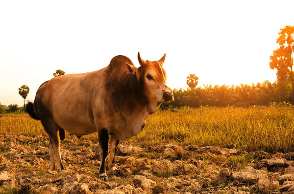 Cow in field with sunset sky and palm tree background. — Stock Photo, Image