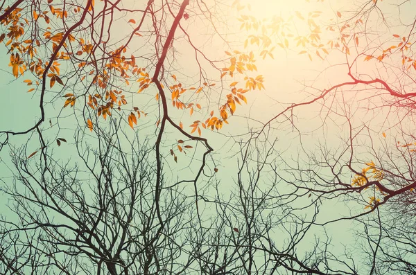 Natura autunno silhouette albero ramo su cielo astratto sfondo . — Foto Stock