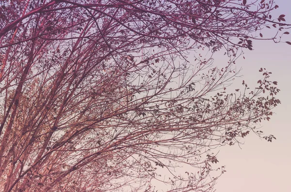 Natur Herbst Baum Zweig am Himmel abstrakten Hintergrund. — Stockfoto