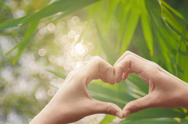 Female hands heart shape on blur tropical palm leaf with bokeh sun light  abstract background. - Stock Image - Everypixel