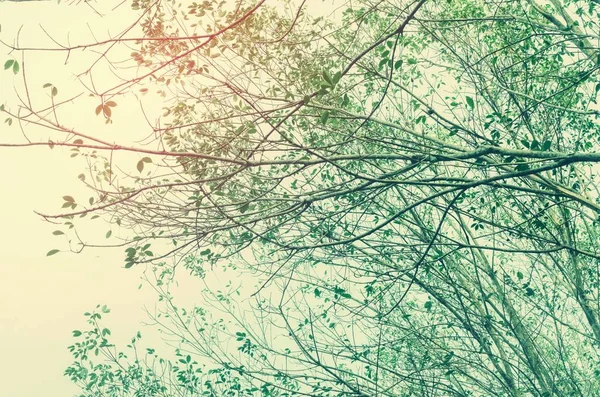 Ветвь осенних деревьев природы на абстрактном фоне неба . — стоковое фото