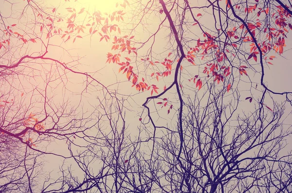 空の抽象的な背景の秋のシルエットの木の枝性質. — ストック写真