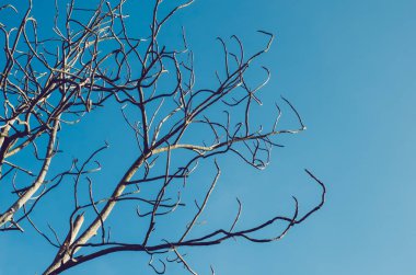 Kurutulmuş doğa ağaç dalı mavi gökyüzü arka plan üzerinde.