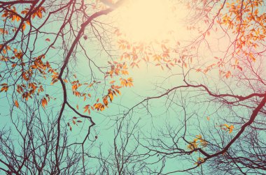 Doğa sonbahar siluet ağaç dalı gökyüzü arka plan üzerinde. 