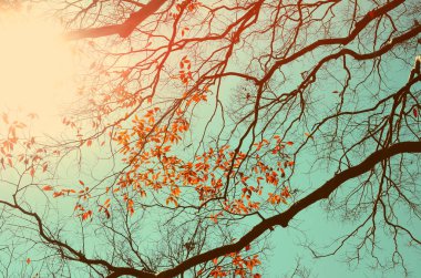 Sonbahar ağaç dalı arka plan.