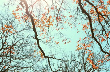 Sonbahar ağaç dalı arka plan.