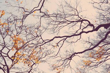 Doğa siluet ağaç dalı gökyüzü arka plan üzerinde kurutulmuş.