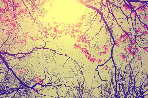Ветка осеннего силуэта природы на абстрактном фоне неба . — стоковое фото