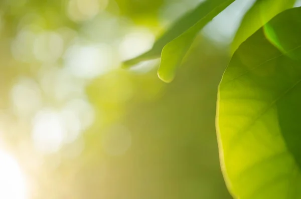 Bokeh güneş ışığı ile doğa yeşil yaprak — Stok fotoğraf
