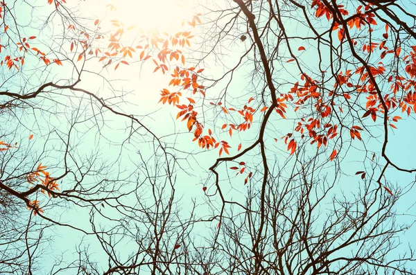 Outono natureza silhueta árvore ramo no céu azul abstrato fundo . — Fotografia de Stock