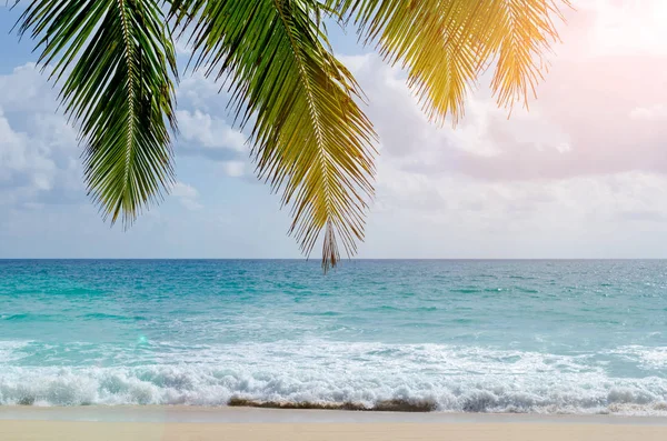 Tropical beach with palm leaf and sun light — Stock Photo, Image