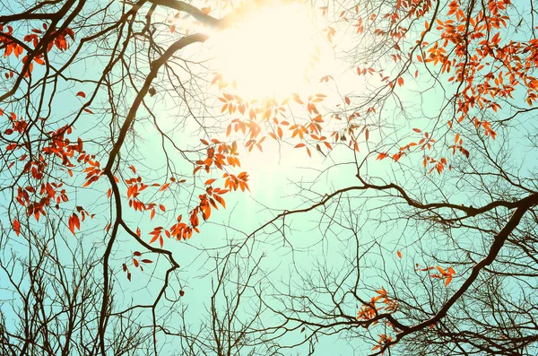 Осенний силуэт дерева природы на голубом фоне абстрактного неба . — стоковое фото