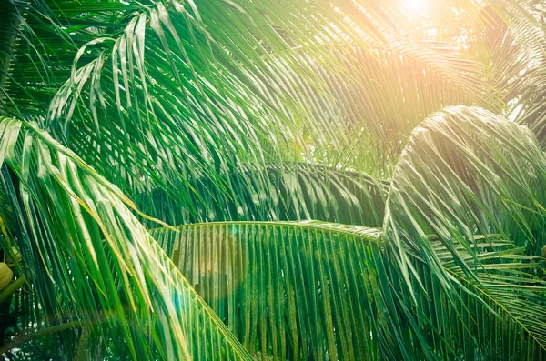 热带棕榈叶与太阳在天空背景上的光. — 图库照片