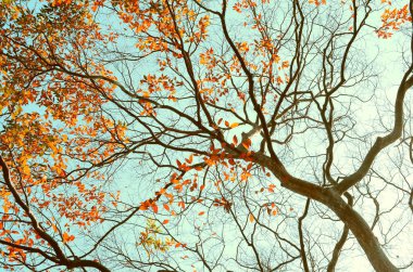 Sonbahar ağaç dalı arka plan.