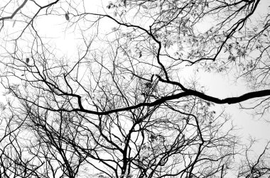 Doğa sonbahar siluet ağaç dalı gökyüzü arka plan üzerinde.