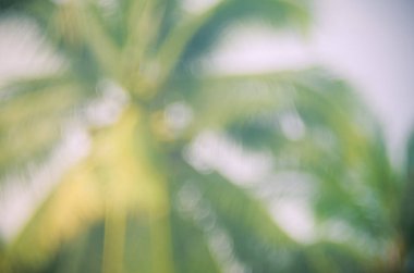 Kopya alanı bulanıklık palmiye yaprağı mavi gökyüzü ve bokeh güneş ligth Soyut doku arka plan beyaz bulutlar.