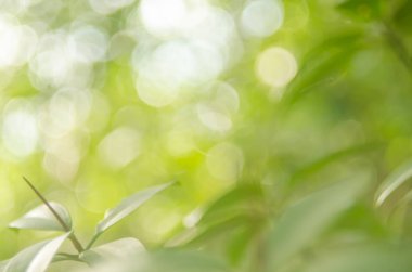 Kopya alanı doğa yeşil bokeh güneş ışık parlaması ve yaprak soyut doku arka plan bulanıklık.