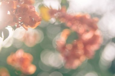 Bokeh güneş ışık arka plan doğa kırmızı çiçek bitki bulanıklık. 