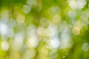 Kopya alanı doğa yeşil bokeh güneş ışık parlaması ve yaprak soyut doku arka plan bulanıklık.