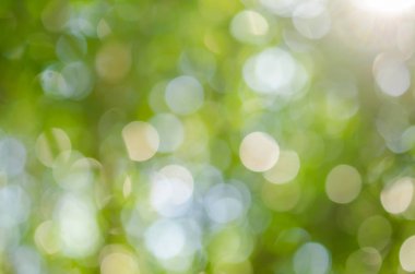 Doğa yeşil bokeh güneş ışık arka plan.