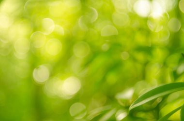 Doğa yeşil bokeh güneş ışık arka plan. 