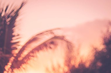 Kopya alanı bulanıklık palmiye yaprağı mavi gökyüzü ve bokeh güneş ligth Soyut doku arka plan beyaz bulutlar.