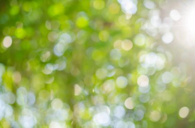 Doğa yeşil bokeh güneş ışık arka plan.